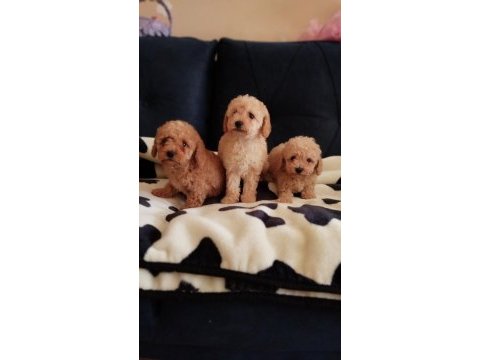 Sevimli poodle yavrular