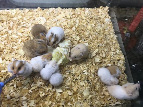 Isırma huyu olmayan hamster bebekler gelmiştir