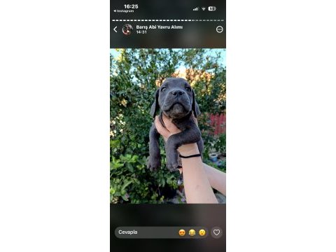 Cane corso yavrular ırk sağlık garantili