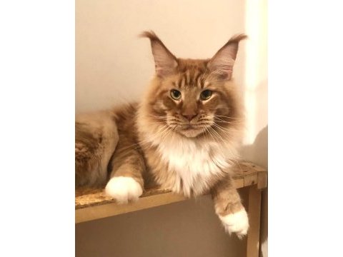 Dev maine coon erkek