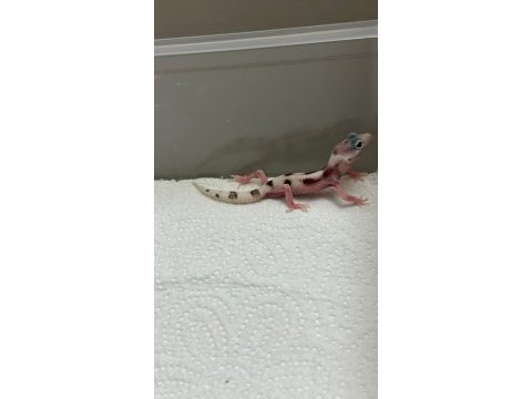 Morph garentili leopard gecko