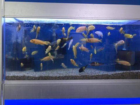 5-15 cm arası ciklet balıklarımız