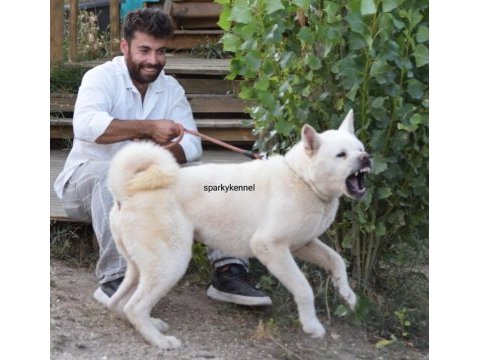 Amerikan akita yavruları