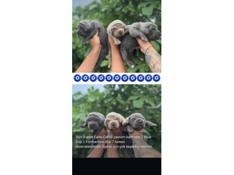 Bu kalite avrupada değil türkiye de mükemmel cane corso
