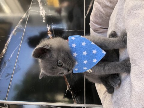 British shorthair erkek yavrular