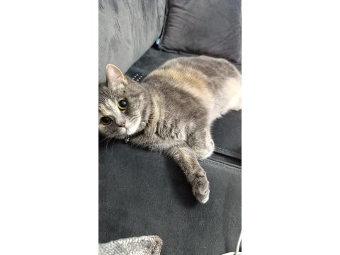 Karmen british shorthair