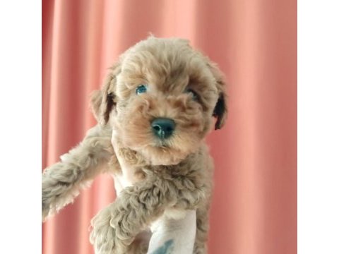 A scr muhteşem toy poodle yavrularımız
