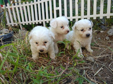 2 aylık maltese terrier yavrular