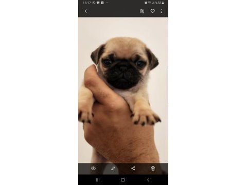 Muhteşem safkan pug yavruları