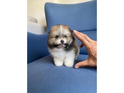 Erkek güzelleri pomeranian