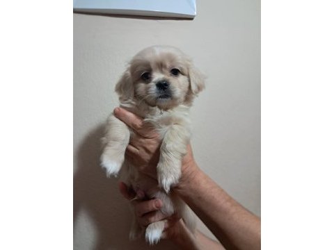 Shih tzu 2 aylık şitsu yavrularımız sahiplendirilecektir