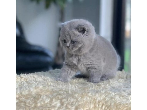 Tospik kedimiz gri british shorthair 