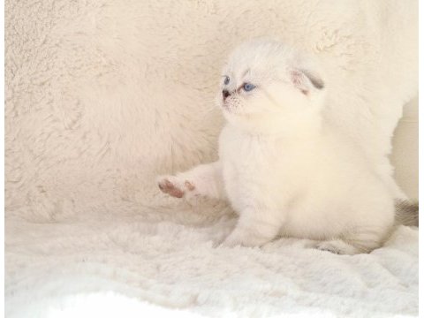 Panda surat sıfır kulak scottish fold dişi yavrum