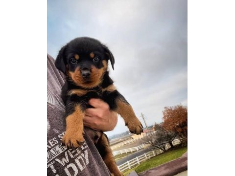 Ruhsatlı köpek çifliğinden rottweiler yavrular a scrli