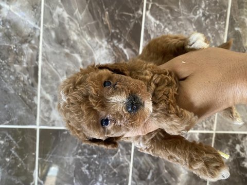 Orjinal maltipoo bebekler