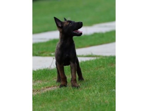 Belçika malinois yavruları 