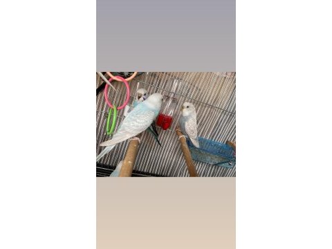 Muhabbet kuşu adrese telim isteyebilirsiniz
