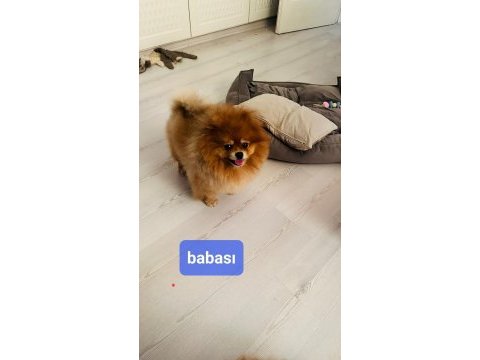 Ucuz pomeranian çip aşı tuvalet var