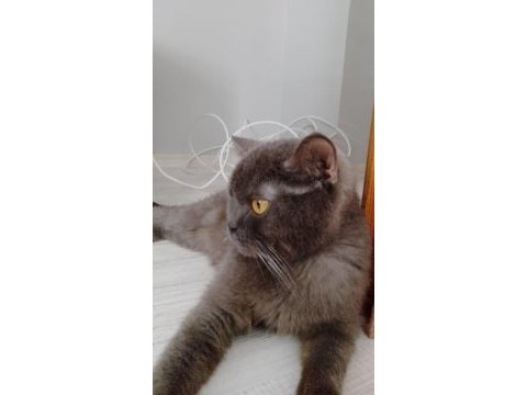 British longhair