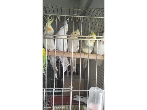 Yeni yeme düşmüş yavru sultan papağanı