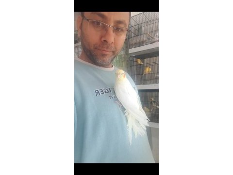 Lutino kırmızı göz sultan papağanı