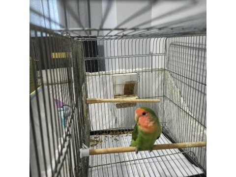 Yeni tüye girmiş cennet papağanı