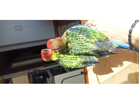 Rozella papağanı el besleme
