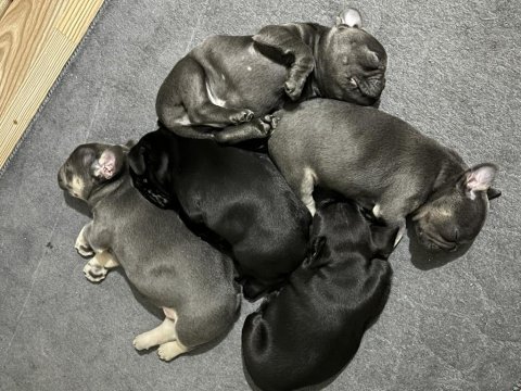 1 dişi 1 erkek frenchbulldog yavruları