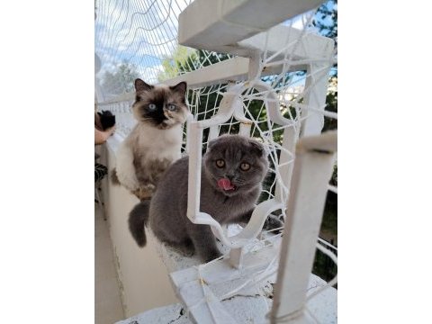 Ragdoll ve scottish fold kırması