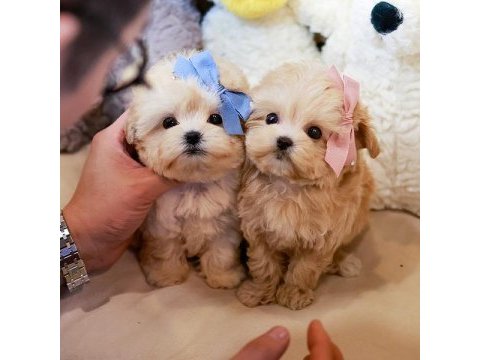 Toy poodle bebeklerim