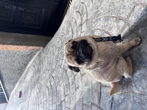 3 yaşında pug uysal eğitimli aşıları tam