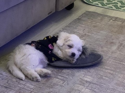 Maltese terrier 52 günlük yavru