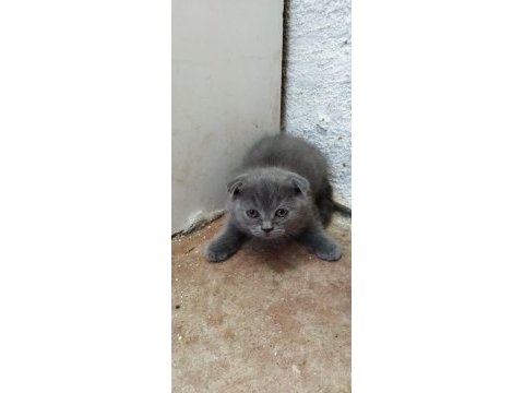 Muhteşem güzellikte scottish fold yavrularımız