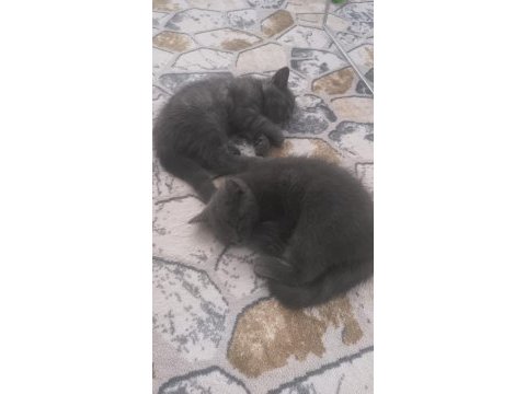British shorthair yavrular teslime hazır