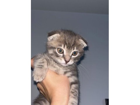 Sıfır kulak scottish fold lilac nadir renk