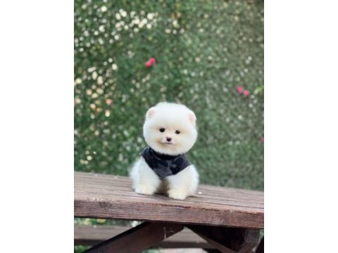 Pomeranian boo çiftliğimizden özel yavrular
