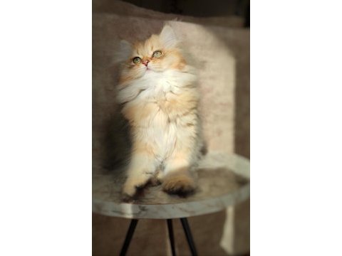 British longhair golden