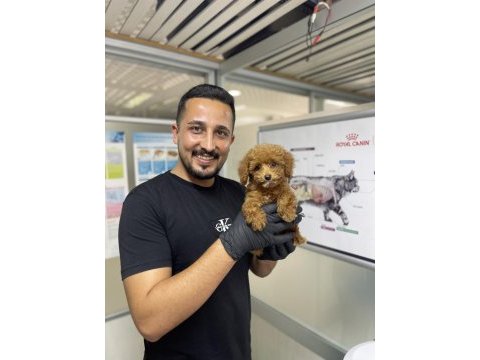Toy poodle referans yavru