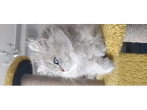 British longhair ay11