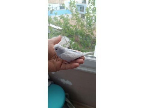 Yavrulu muhabbet takımlar ve yeni yeme düşmüş yavrular