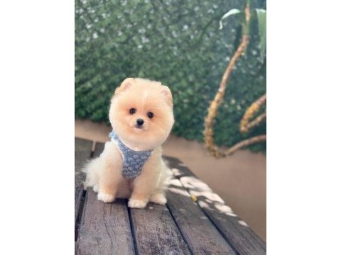 Pomeranian yavru köpeğimiz