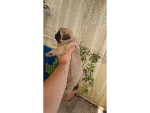 Basık surat pug bebekler