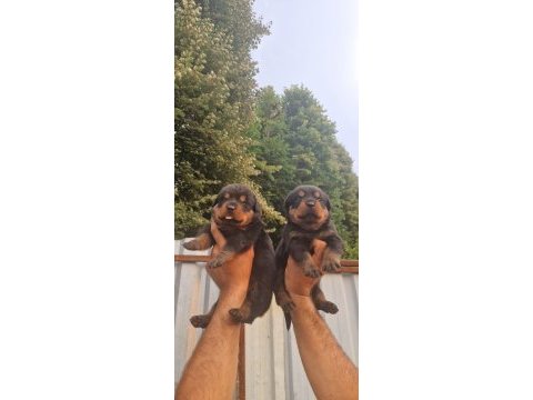 Macar kafa rottweiler yavrularım