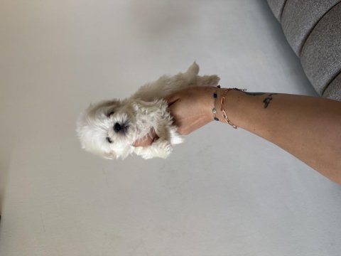 Orjinal teacup 0 burun kore maltese erkek yavrularım