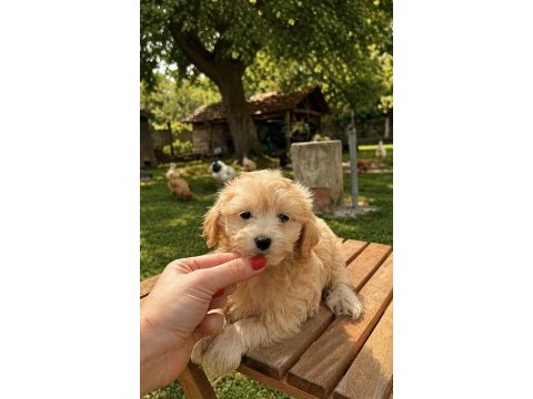 Sütlü kahveli dişi maltipoo