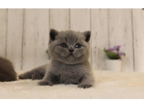 Ayı surat brıtısh shorthair yavrularım 