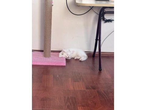 British shorthair beyaz iyi bir aileye vermek istiyoruz