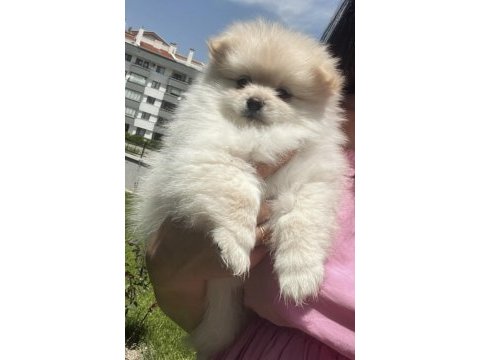 Kremalı pomeranian spitz dişi