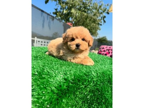 F2 maltipoo yavruları