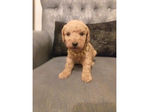 Gerçek maltipoo yavrularım